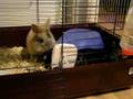 videos de Pip en Duts