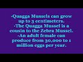 Quagga mussel Quagga mussel