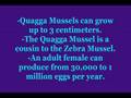 Quagga mussel