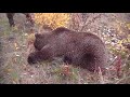 Checking out the bear after it was shot.