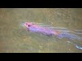 Deer Hunting-Bowhunting- Hog Hunting