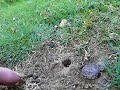 Feeding dung beetles Feeding dung beetles