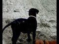 bullmastiff play boxer in the beach of castellon