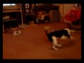 nutty dog nutty dog