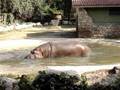 Ippopotamo