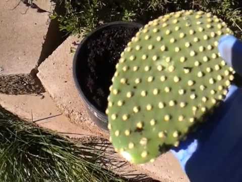 how to transplant opuntia