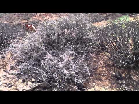 Canary Dog - This Podenco picked up a scent of a rat that ran straight into those bushes. Don´t worry, those animals are ALWAYS safe inside those thorny bushes. But this ...