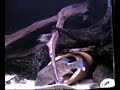 Parachromis Dovii playing