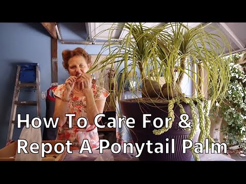 how to transplant donkey tail plant