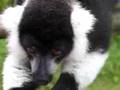 L�muriens � Madagascar
