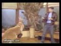 la venganza de los animales