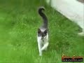 la venganza de los animales