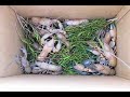 Yabbies at my opal mine in Koroit, Queensland, Australia (HQ)
