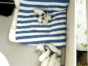 9 puppies http://www.australiandog.at