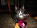 Tatiana my cat!