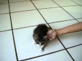 Maus tratos aos animais (Parte I)