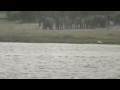 Crocodile attacks antelope chased into river by wild dogs