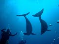 Golfinhos em Revillagigedo (Socorro Islands) Golfinhos em Revillagigedo (Socorro Islands)
