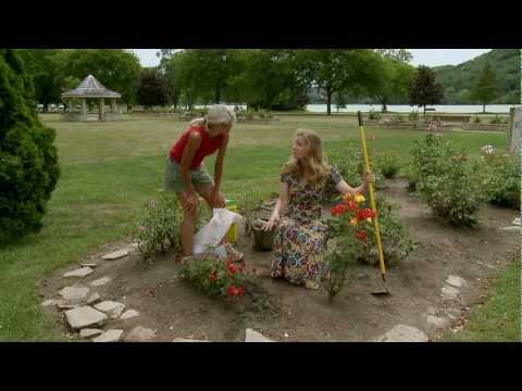 how to transplant wild roses