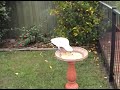 More Birds in Frank\