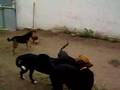 cães (amputado)