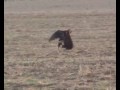 Deer Hunting Eagle Deer Hunting Eagle