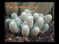 When the cactii bloom in Ein-Gedi When the cactii bloom in Ein-Gedi