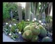 When the cactii bloom in Ein-Gedi