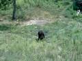 live bear footage
