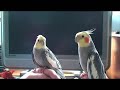 Gitbird (Cockatiels)  Peter and Paul.
