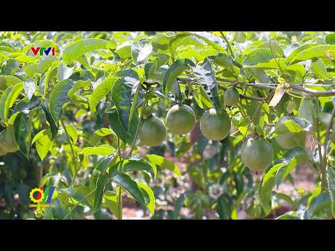 Hướng đi nào cho sản phẩm chanh leo