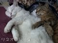 体重7kgの仲良しにゃんこ♪
