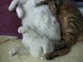 体重7kgの仲良しにゃんこ♪