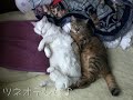 体重7kgの仲良しにゃんこ♪