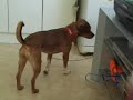 dog vs  cat fight