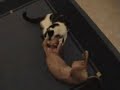 dog vs  cat fight