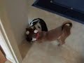 dog vs  cat fight