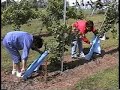 Primeira Vindima de 2007, II Parte