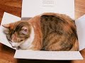 Cat Kitty Elizabeth Sharaku Luna