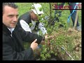 (www.stajerc.tv) Sajenje lipe - Slovenska lipa