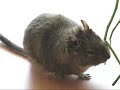 Degu