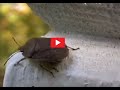Stinkbug video