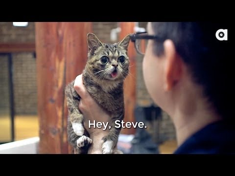 Steve - Weclome to the 3rd Episode of Lil BUB's Big SHOW, featuring the one and only Steve Albini. Steve has recorded legendary albums for bands such as Nirvana, Pag...