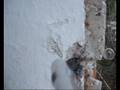 videos de Paintball Timisoara: Always watch your back  - 0742542452