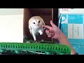 Click here to watch this video 寝ぼけまなこのぽーちゃん