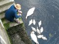 The Nairn Swans