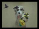 Jelly Supports Neutering with \"Dying for Homes\"