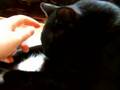 Sweet Slippy Kitty