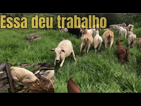 BORA PRA LIDA DO BOI