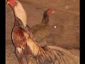 Cock Fight Horoz Dövüsü Kurdish Fighter Cocks Kurdistan
